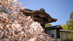 御室桜と勅使門。