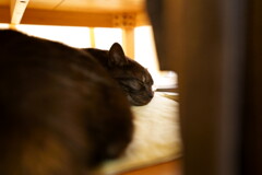 今年は残暑が長いかな。