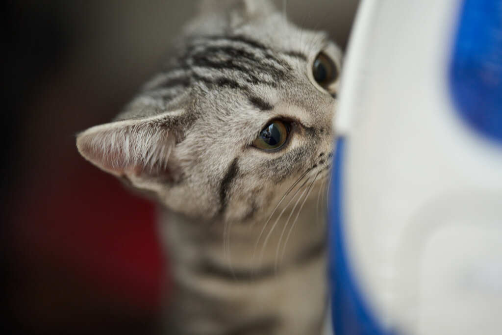 ３か月の子猫。