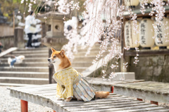 忠犬蔵公の春。