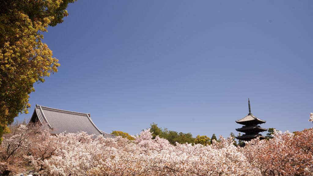 御室の桜。