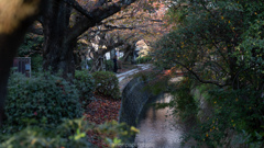 哲学の道、秋。