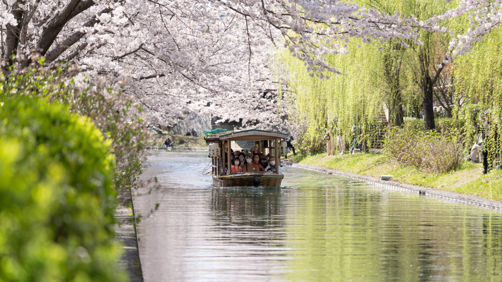 桜の思い出。