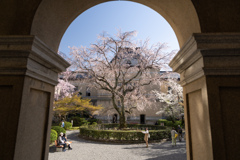 旧京都府庁舎の桜。