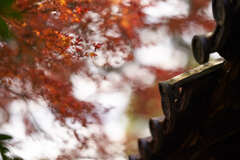 東福寺の紅葉です。