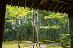 大徳寺の高桐院です。