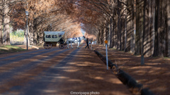 メタセコイア並木の馬車。