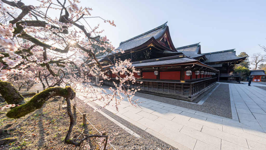 早朝の白梅、北野天満宮。