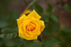 区役所花壇の黄色い薔薇です。