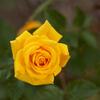 区役所花壇の黄色い薔薇です。