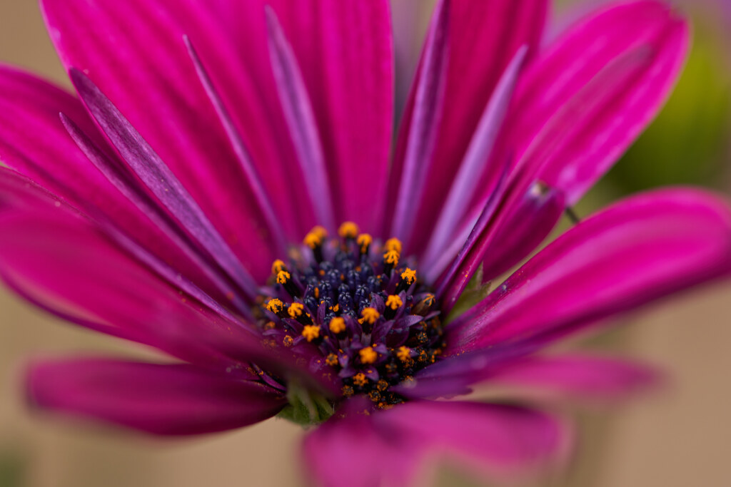 近所のマンションの花壇の花です。