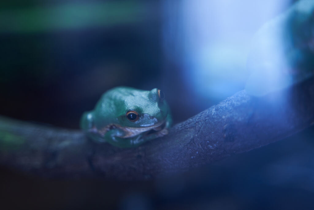 水族館のカエル君。