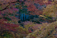 圓光寺の紅葉、2024年。