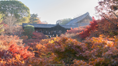 東福寺の秋、朝。