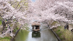 伏見濠川。