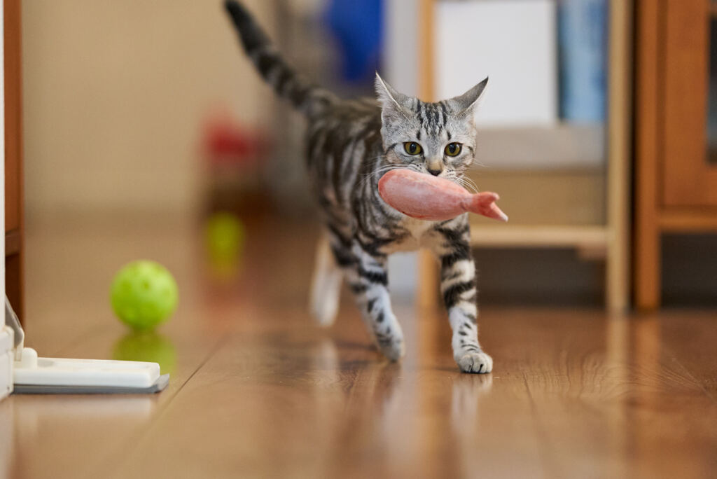 モアちゃんが来る。