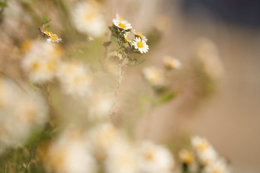 六甲道駅の南広場の花です。