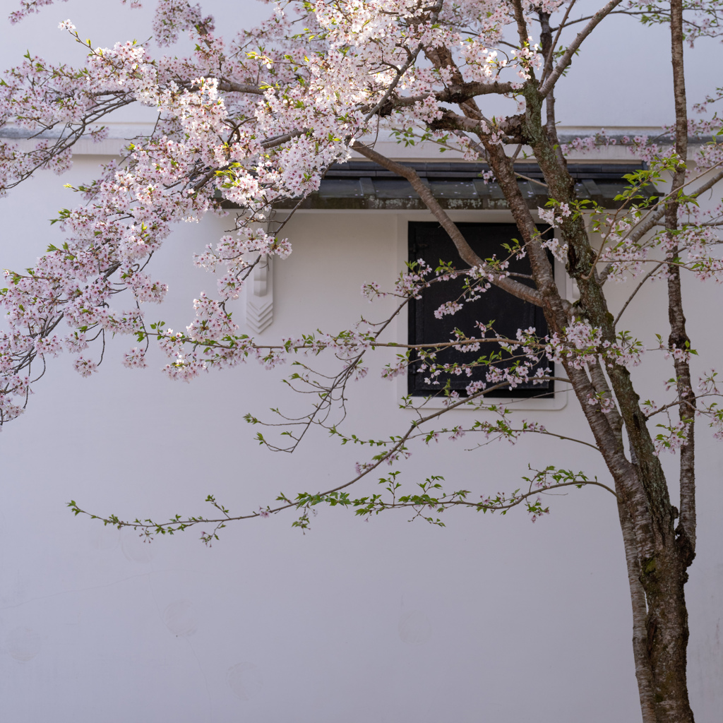 お寺の春。