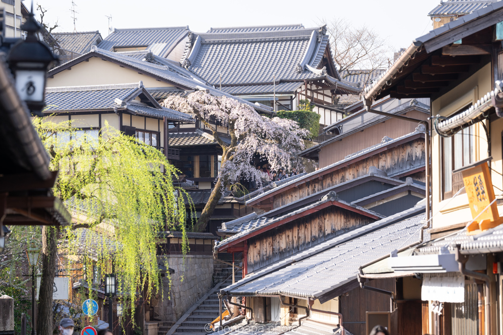 産寧坂枝垂れ桜。