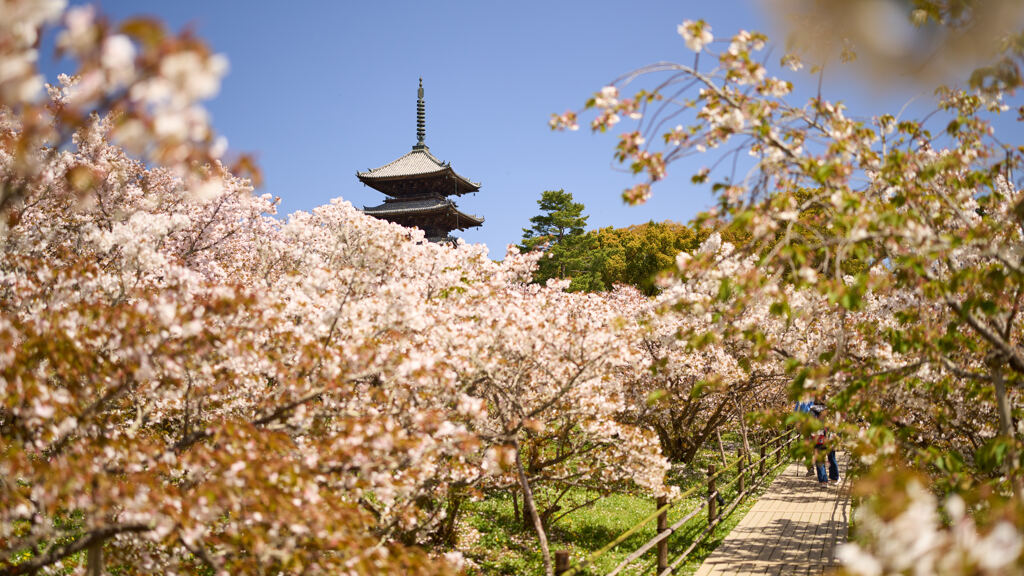御室仁和寺。