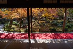 圓光寺額縁庭園、2024年秋。 圓光寺額縁庭園、2024年秋。