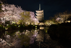 東寺、ライトアップ。