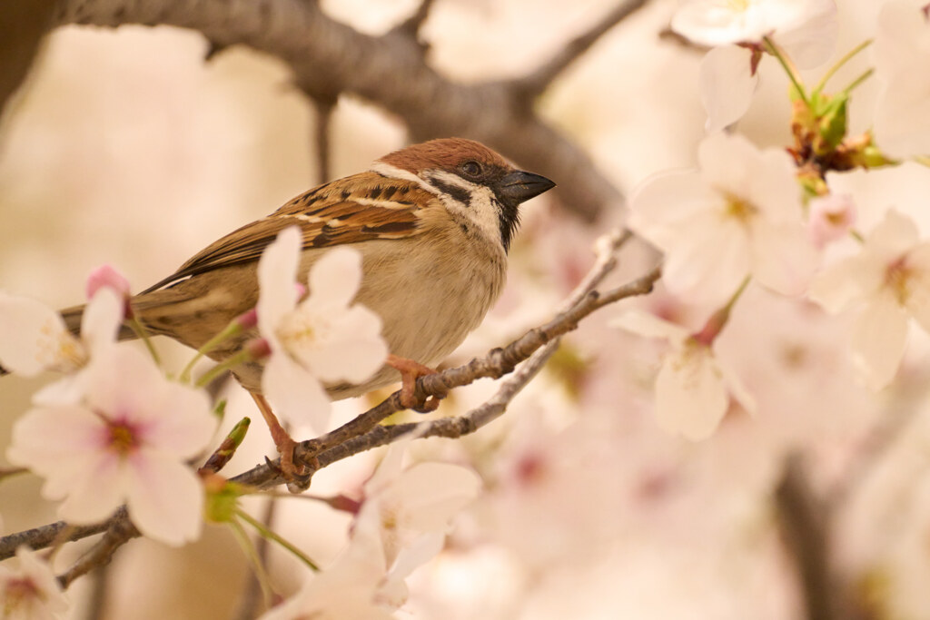 桜とスズメ。