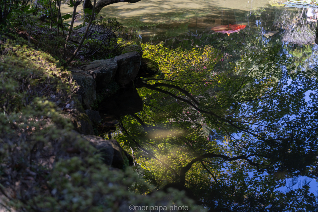 池の青紅葉。