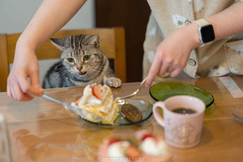 俺のケーキだにゃん！
