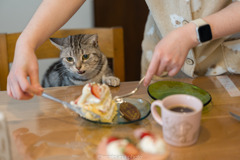 俺のケーキだにゃん！