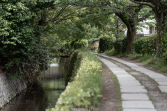 哲学の道散歩。