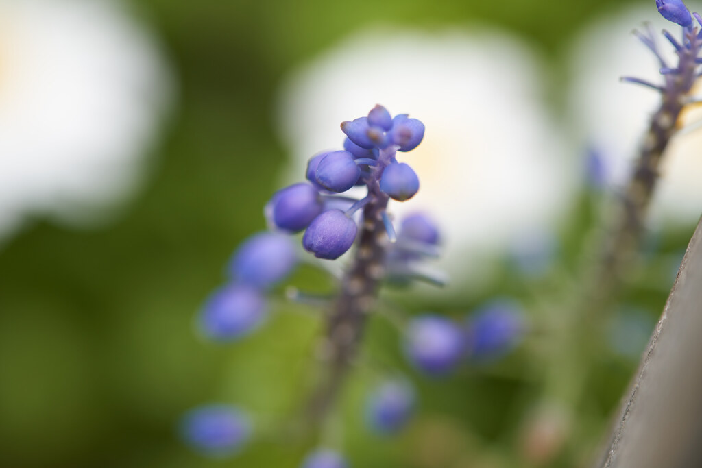 花壇のムスカリです。