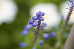 花壇のムスカリです。