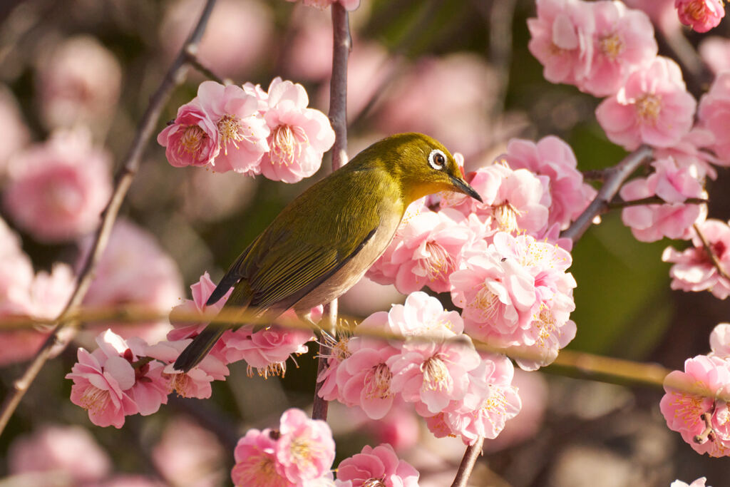 春を待つ。