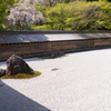 龍安寺の春。