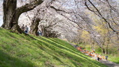 桜を待つ。