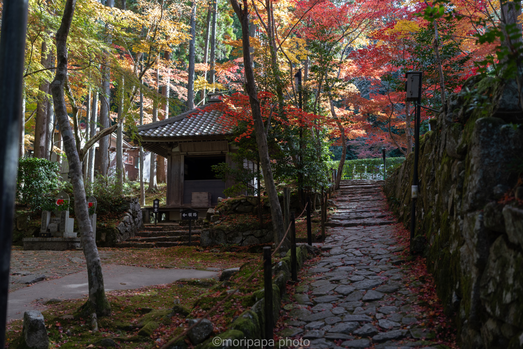金剛輪寺、秋の境内。