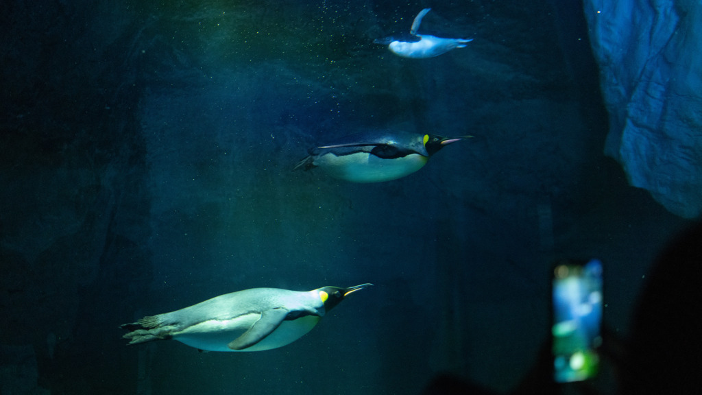 ペンギン3層飛行。