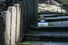 狸谷山の住民。