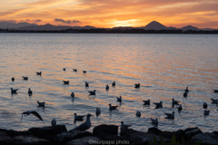 琵琶湖のユリカモメ。