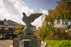 円山公園の鳩。