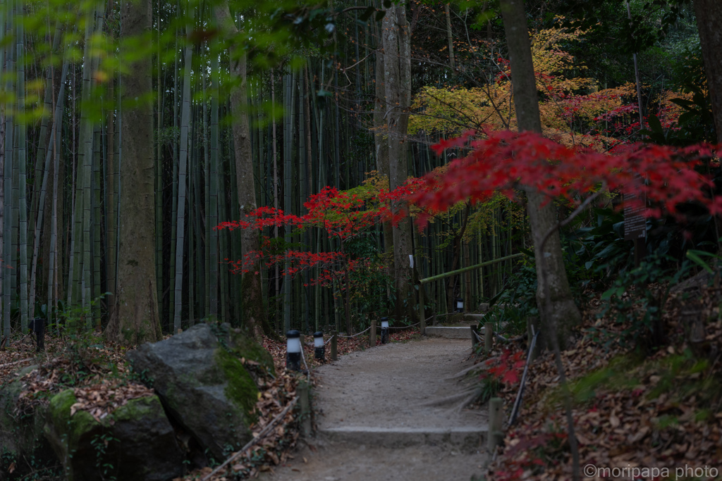 教林坊、竹林。