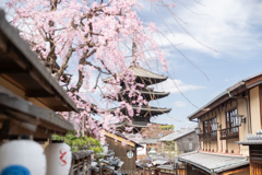 八坂の春。