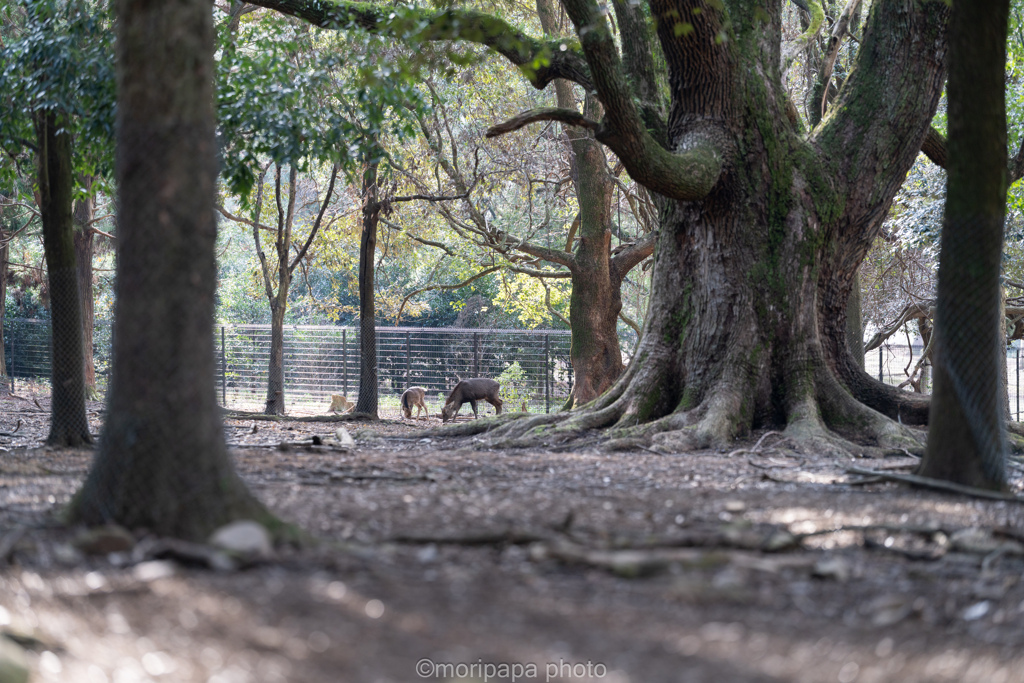 奈良公園風景。
