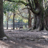 奈良公園風景。