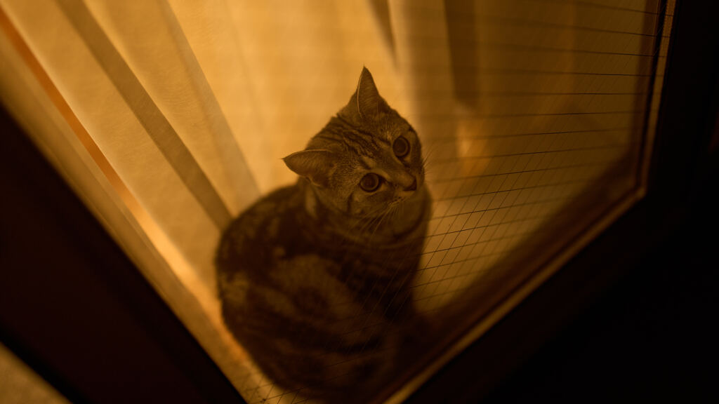 月見猫。