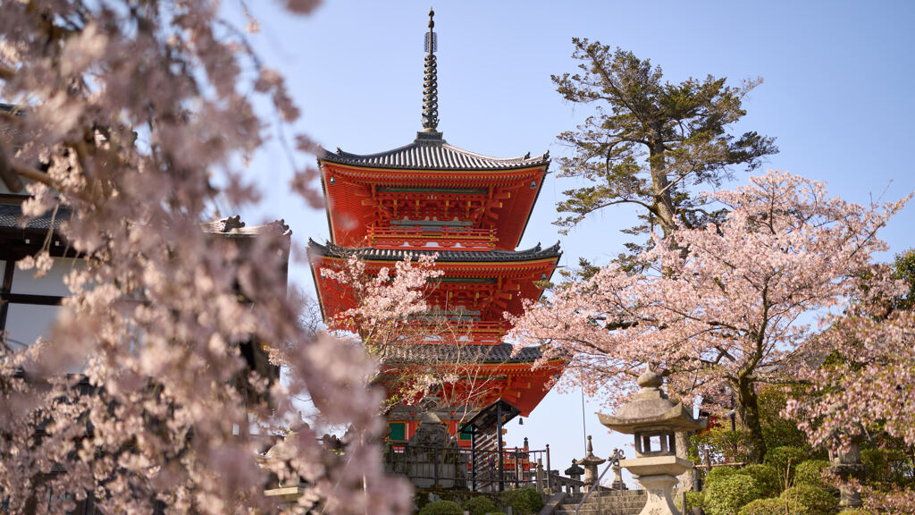 清水寺の枝垂れ桜。