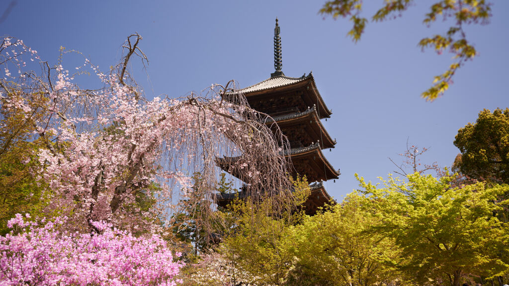 仁和寺のツツジと枝垂れ桜。