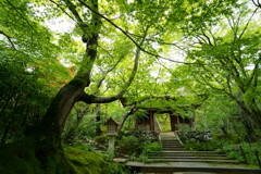 嵯峨嵐山の常寂光寺。