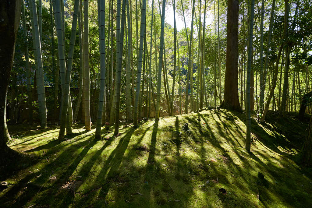 南禅寺の天授庵中の竹林です。